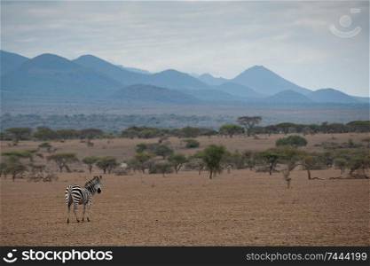 Zebra wildlife in Kenya
