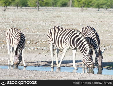 zebras at watering hole in Africa