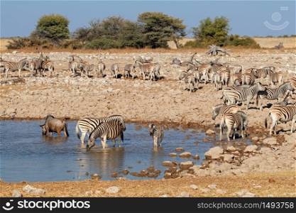 Zebras (Equus burchelli) and a wildebeest and at a waterhole, Etosha National Park, Namibia