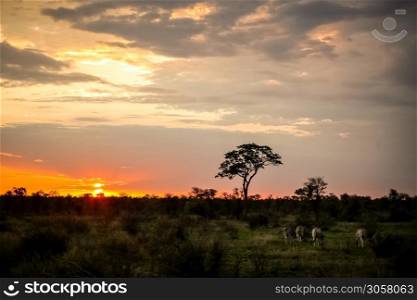 Zebras feeding in a game reserve with Silhouette tree on a cloudy sunset