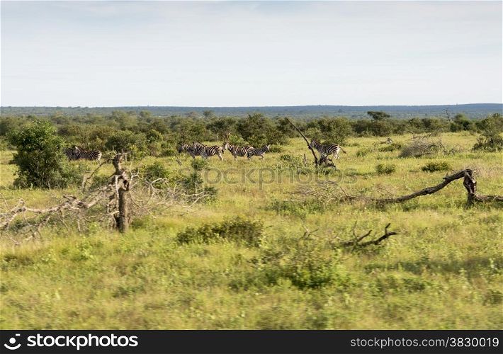 zebras in the kruger national reserve in south africa