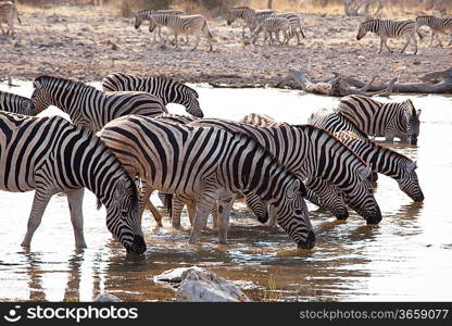 zebras on lake