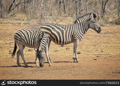 Zebras on the dry savannah looking for food in the hot sun on empty plains