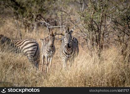 Zebras standing in the grass and starring in the Kruger National Park, South Africa.