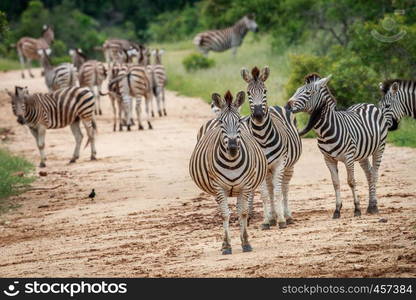 Zebras starring at the camera in the Kruger National Park, South Africa.