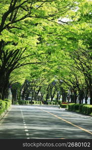 Zelkova tree street