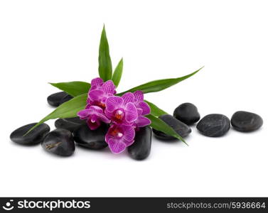 Zen pebbles and orchid flower. Stone spa and healthcare concept.