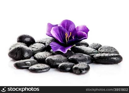 Zen pebbles. Black spa stones isolated on white