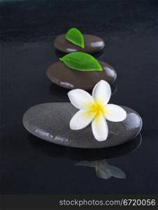 zen stones with frangipani flower on black background
