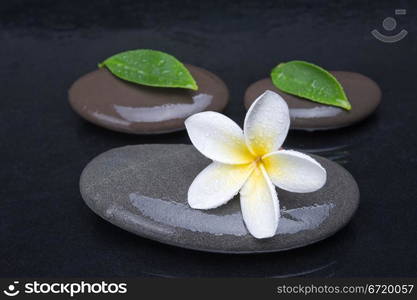 zen stones with frangipani flower on black background