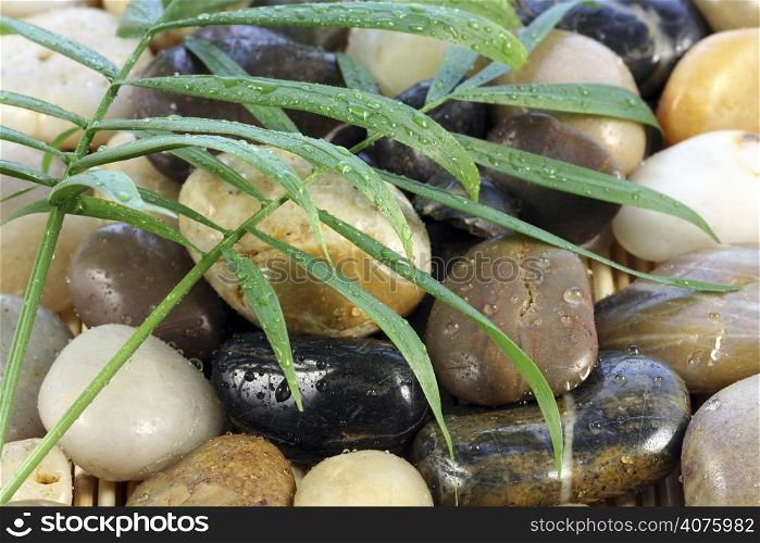 Zen stones with palm leaves