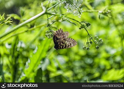 Zerynthia polyxena butterfly on a flower in nature