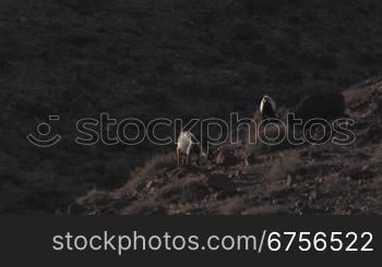 Ziegen im Gebirge Fuerteventuras