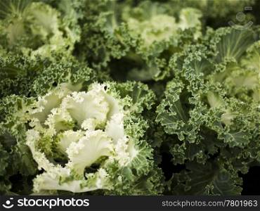 Zierkohl-hellgruen. Ornamental cabbage with curly leaves in green and light green