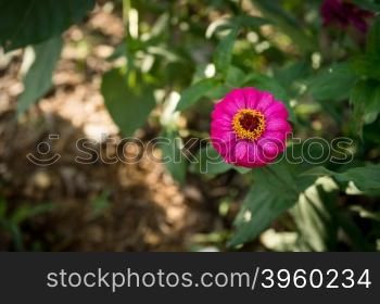 zinnia flower closeup in the garden