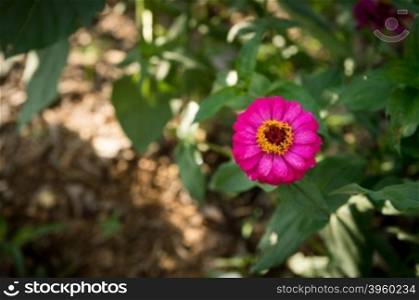 zinnia flower closeup in the garden