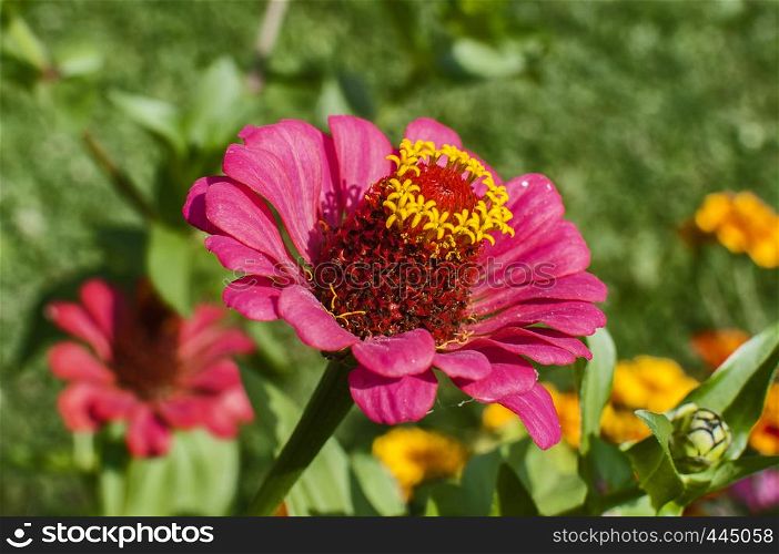 Zinnia flower head closeup as floral background