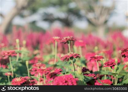 Zinnia flower in the garden with sunlight in summer.