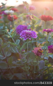 Zinnia in sunset time at the garden