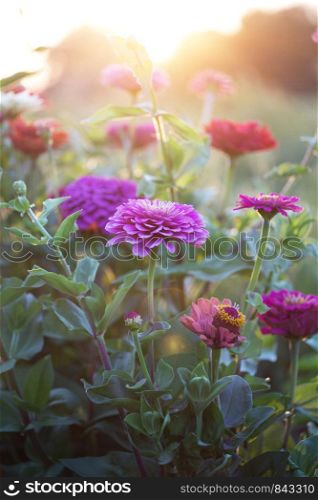 Zinnia in sunset time at the garden