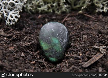 Zoisite on forest floor
