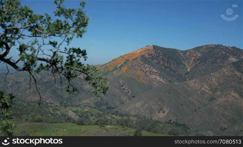 Zoom into orange California poppies on a mountainside
