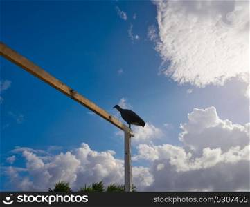 Zopilote buzzard bird in San Martin at Cozumel island of Mexico