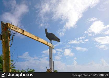 Zopilote buzzard bird in San Martin at Cozumel island of Mexico