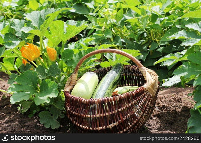 Zucχni plants in blossom on the garden bed. Full basket of fresf squash .. Zucχni plants in blossom on the garden bed. Full basket of fresf squash