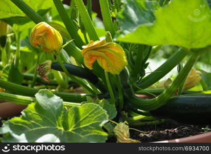 Zucchini in vegetable garden