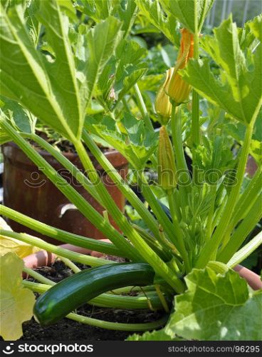 Zucchini in vegetable garden