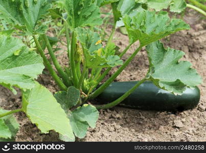 Zucchini plant in vegetable garden growing