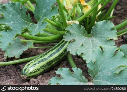Zucchini plant in vegetable garden growing