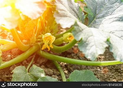 Zucchini plant. Zucchini with flower and fruit in field. Green vegetable marrow growing on bush. Close up of zucchini fruit, plants and flower grown in an ecological field