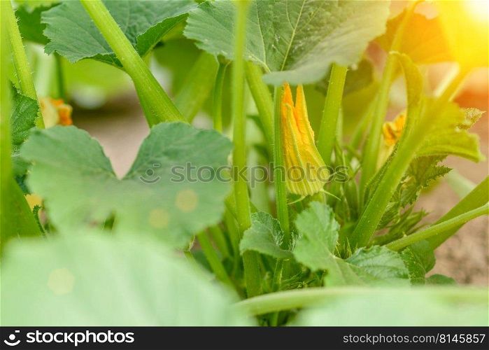 Zucchini plant. Zucchini with flower and fruit in field. Green vegetable marrow growing on bush. Close up of zucchini fruit, plants and flower grown in an ecological field