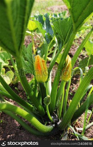 Zucchini plants in blossom on the garden bed.. Zucchini plants in blossom on the garden bed