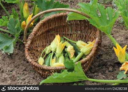 Zucchini plants in blossom on the garden bed. Basket with small zucchini and flower .. Zucchini plants in blossom on the garden bed. Basket with small zucchini and flower