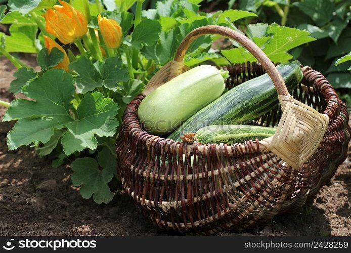 Zucchini plants in blossom on the garden bed. Full basket of fresf squash .. Zucchini plants in blossom on the garden bed. Full basket of fresf squash