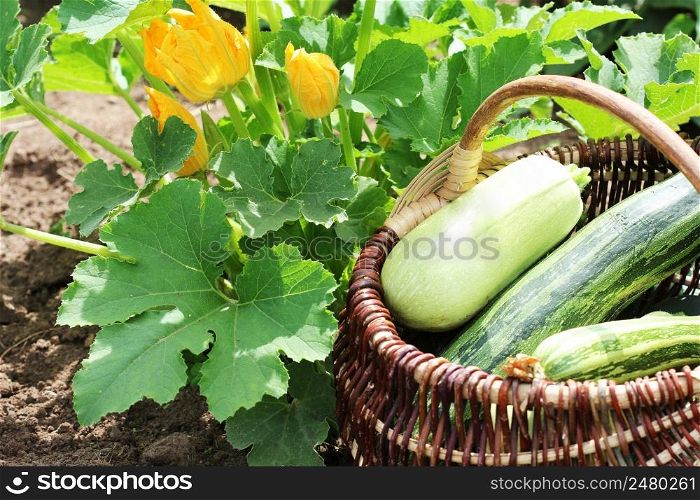 Zucchini plants in blossom on the garden bed. Full basket of fresf squash .. Zucchini plants in blossom on the garden bed. Full basket of fresf squash