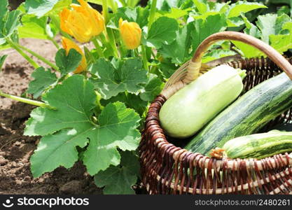 Zucchini plants in blossom on the garden bed. Full basket of fresf squash .. Zucchini plants in blossom on the garden bed. Full basket of fresf squash