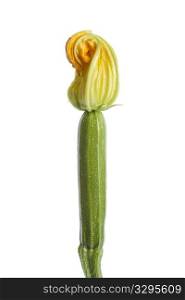 Zucchini with a yellow flower on white background