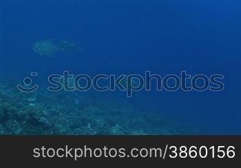Zwei African Pompano, Alectis ciliaris, Fische schwimmen im Meer