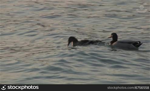 Zwei Enten auf dem Gardasee