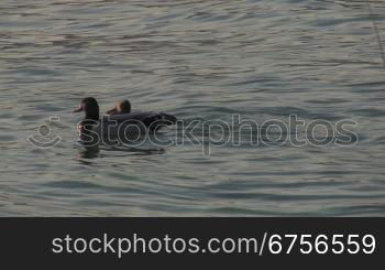 Zwei Enten auf dem Gardasee