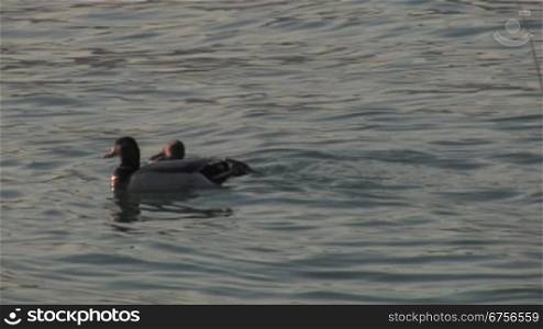 Zwei Enten auf dem Gardasee