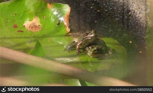 Zwei Fr?sche sitzen auf einem gro?en grnnen Blatt / Seerosenblatt in einem ruhigen GewSsser / Teich nbereinander, ein Frosch springt weg.