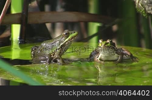 Zwei Frosche, einer schaut zur Seite, einer nach vorne, sitzen auf einem gro?en grunen Blatt / Seerosenblatt in einem ruhigen Gewasser / Teich.
