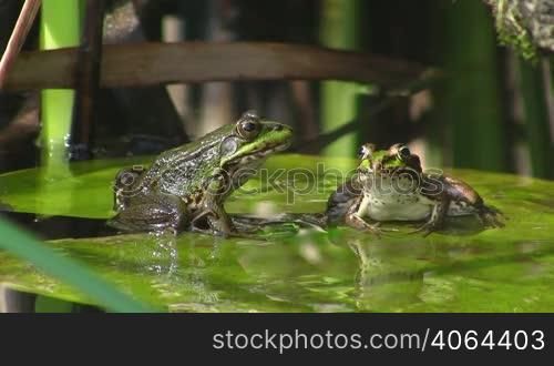 Zwei Frosche, einer schaut zur Seite, einer nach vorne, sitzen auf einem gro?en grunen Blatt / Seerosenblatt in einem ruhigen Gewasser / Teich, der nach vorne schauende springt weg, der andere bleibt regungslos sitzen.