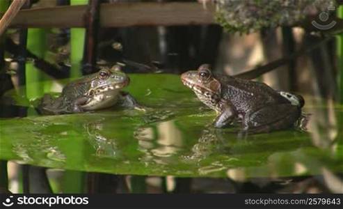 Zwei Frosche sitzen auf einem gro?en grunen Blatt / Seerosenblatt in einem ruhigen Gewasser / Teich und springen nacheinander weg.