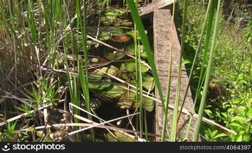 Zwei Frosche sitzen auf einem gro?en grunen Blatt / Seerosenblatt in einem ruhigen Gewasser / Teich umgeben von einem Holzbalken und gruner na?er Wiese und Schilf.